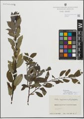 Foto von Salix myrsinifolia Salisb. x Salix phylicifolia L.